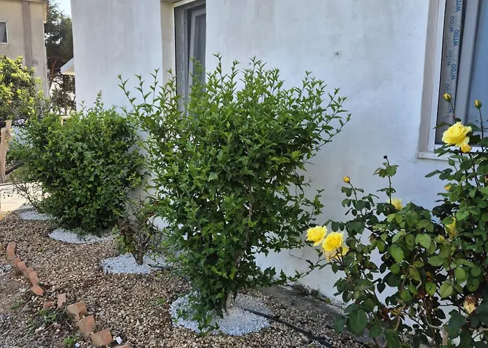 Elvira 贝尔韦代雷